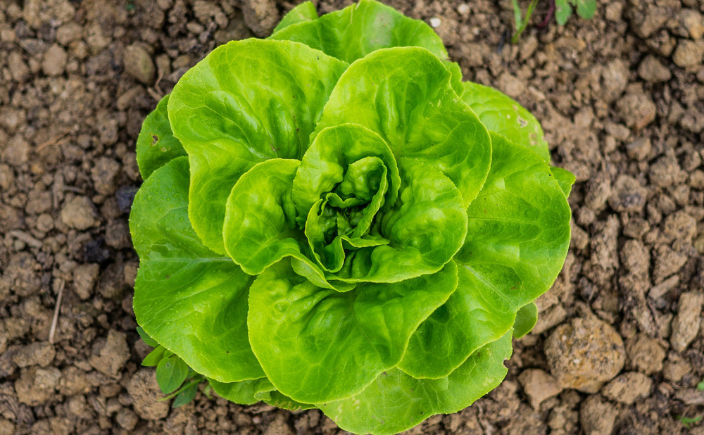 lettuce-news