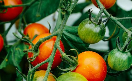 Sustavi za navodnjavanje