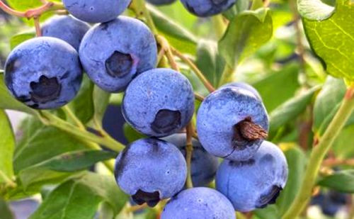 Uzgoj borovnica, američke borovnice, borovnica biljka