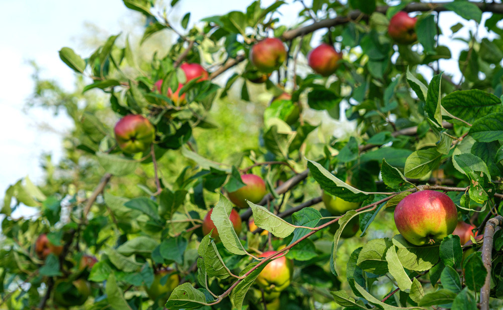 Navodnjavanje voćnjaka: Kako osigurati zdrav i obilan urod?