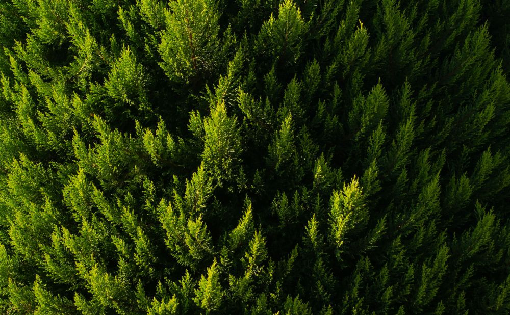 Sustavi za navodnjavanje živica i živih ograda (lovor višnja, tuja, fotinija, grab)