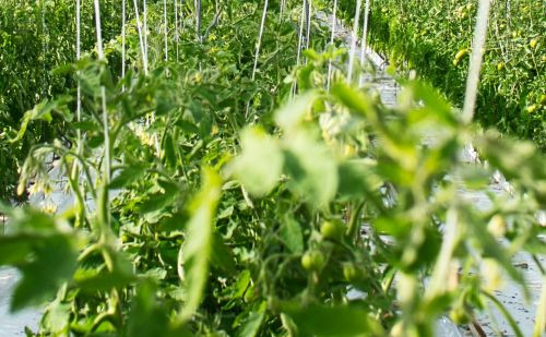 Inovativne cijevi za navodnjavanje: alkaten, okiten i više